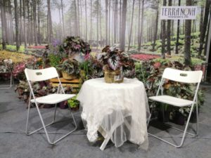 Terra Nova Nurseries Wins Two Awards at Shenzhen Flower Show