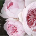Star Roses and Plants Releases Free Social Media Graphics for National Rose Month web