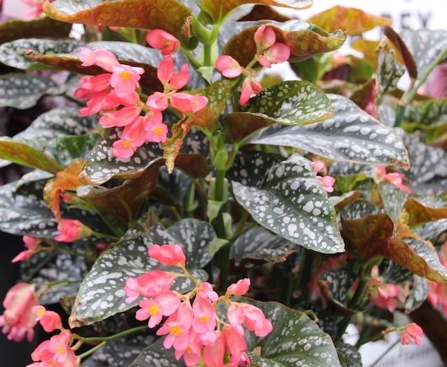 Green Fuse Begonia ‘Citizen Cane Pink’