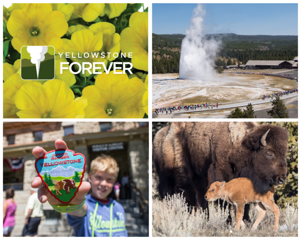 Marketing a Cause Dummen Orange Yellowstone Forever petunia