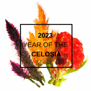 2023 Year of the Celosia cropped