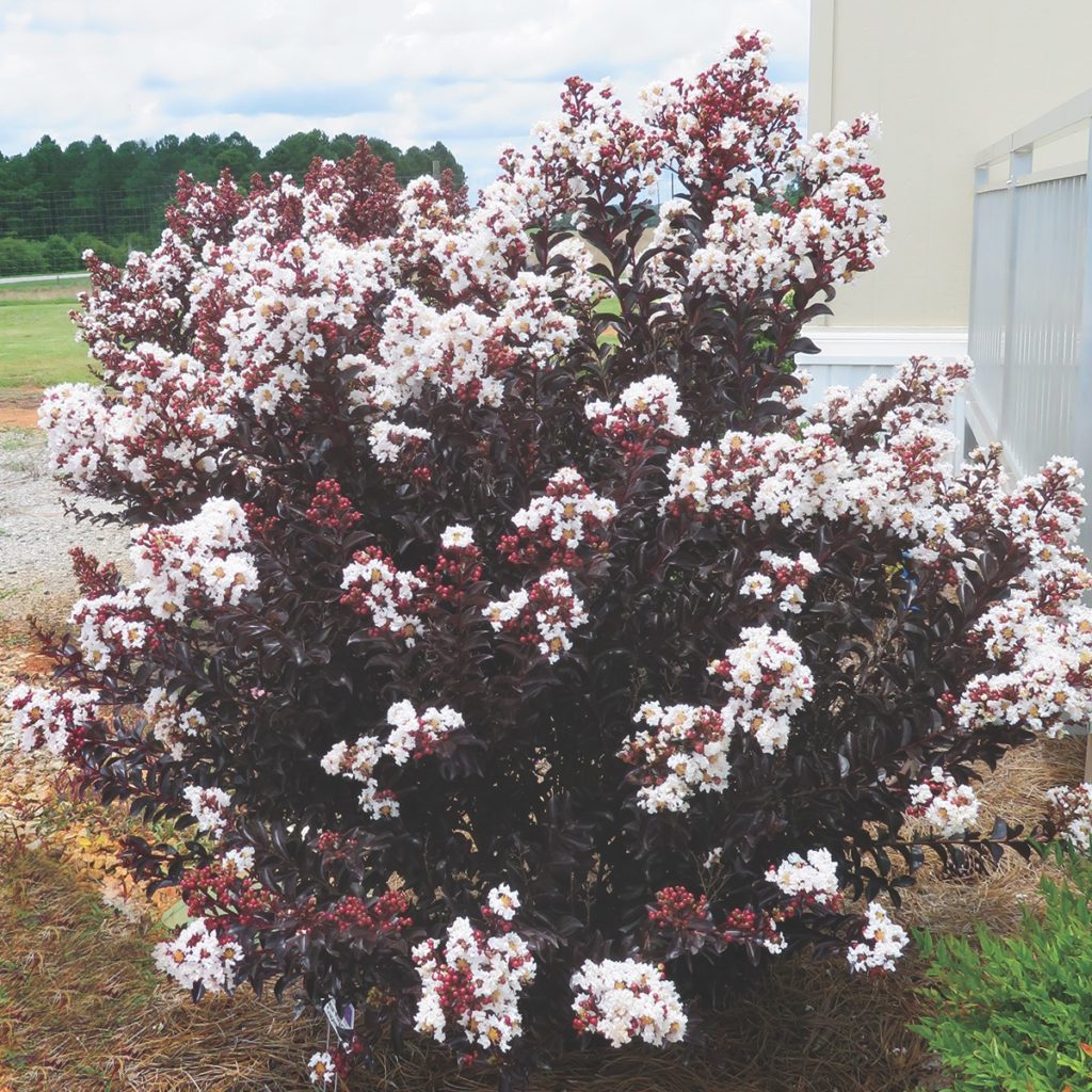 First Editions Shrubs Trees Crapemyrtle