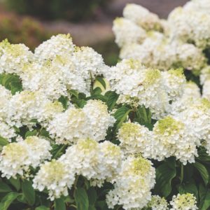 First Editions Shrubs and Trees Panicle Hydrangea Little Hottie