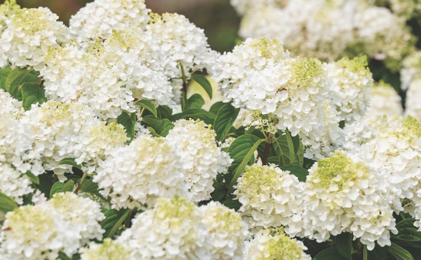First Editions Shrubs and Trees Panicle Hydrangea Little Hottie