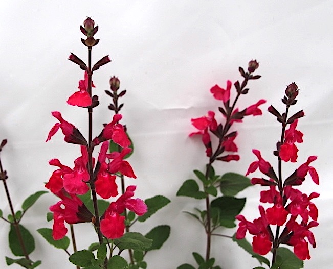 Jaldety Salvia ‘Ping Pong’