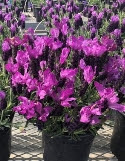 Syngenta Flowers JAVELIN Compact Purple Lavender