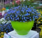 Syngenta Flowers TIDEPOOL Sky Blue Lithodora