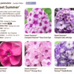 ThinkPlants Launches New Perennials for 2022-23 Season Syngenta Flowers Phlox
