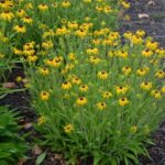 2023 Perennial Plant of the Year Announced