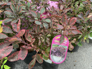 Smokebush 'Velveteeny' (Cotinus coggygria ‘Cotsidh5’ PPAF)— offered by Sidhu & Sons Co. 