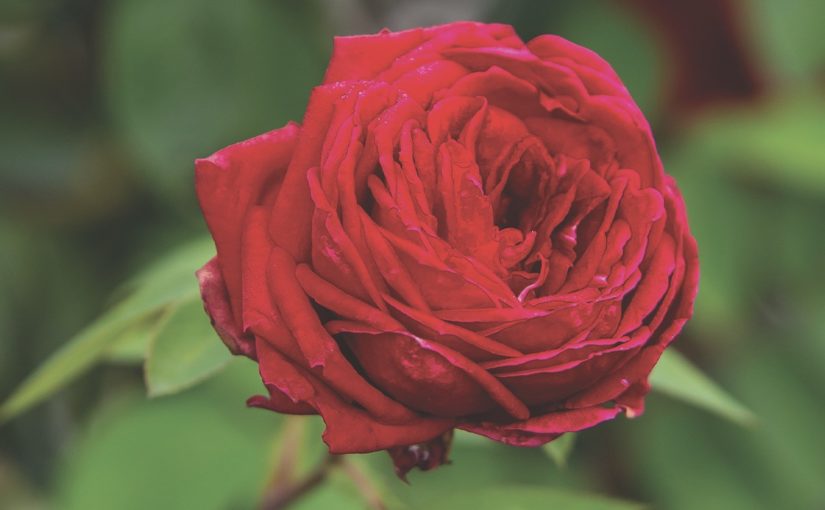 Easy Elegance Rose Kashmir Large