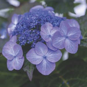 Endless Summer Hydrangea Pop Star