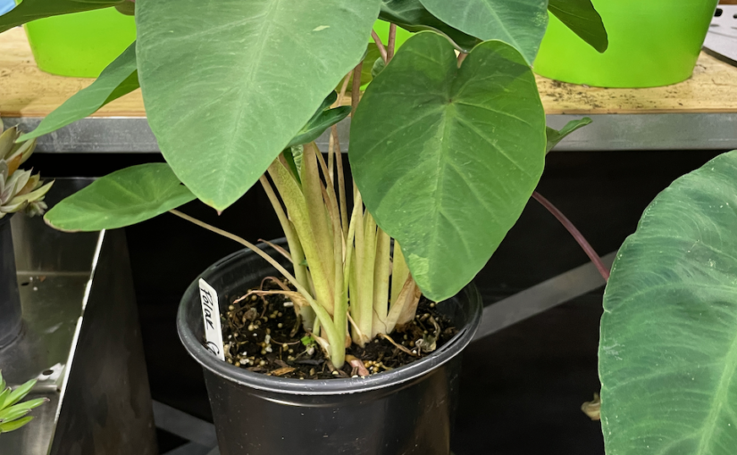Garden World-2 Plant-Colocasia 'Polargreen'-Cultivate'22 (1)