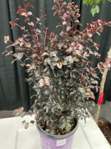 Crapemyrtle 'Shadow Magic' (Lagerstroemia ‘Bailagtwo’ PPAF — offered by Bailey Nurseries