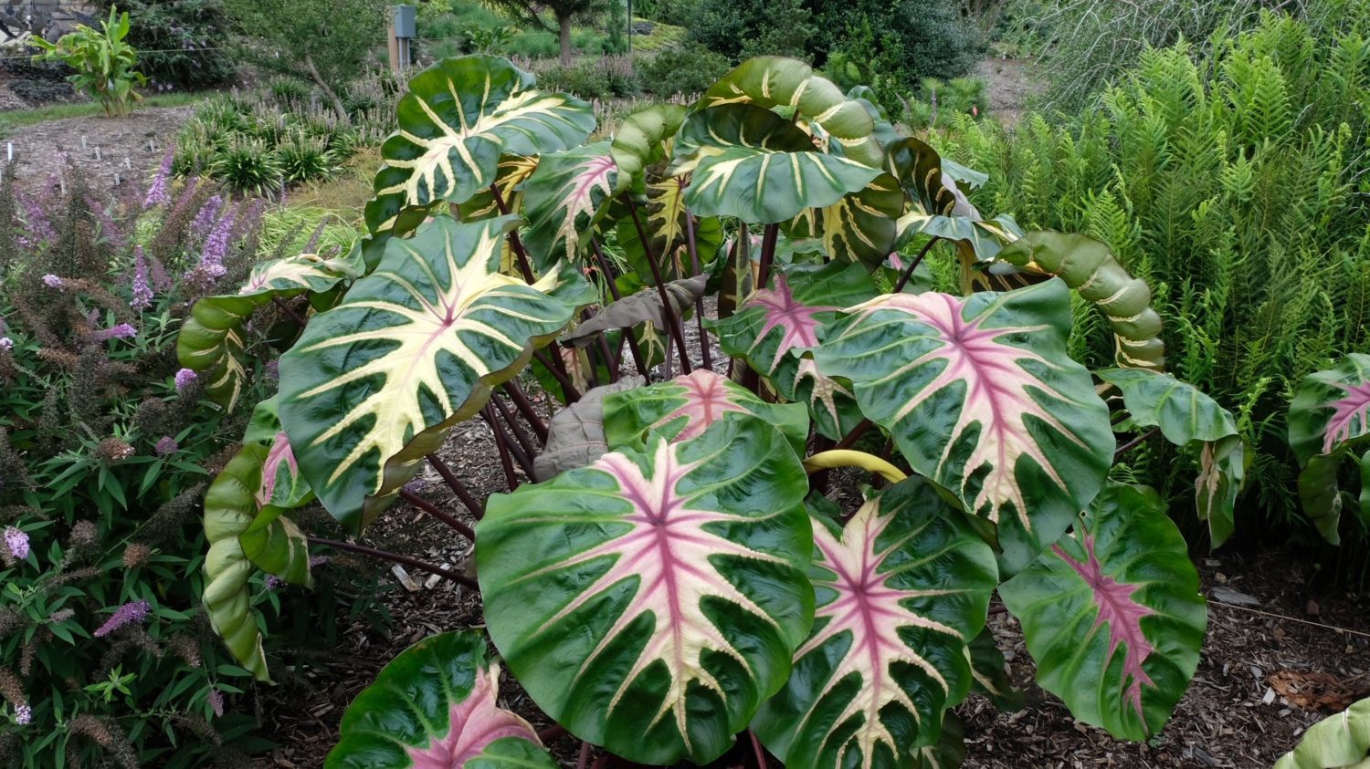Plant Development Ser Colocasia Royal Hawaiian ‘Waikiki’