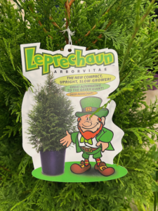 Arborvitae 'Leprechaun' (Thuja standishii × plicata ‘Leprechaun’ PP33840) — offered by Woodburn Nursery and Azaleas Inc.  