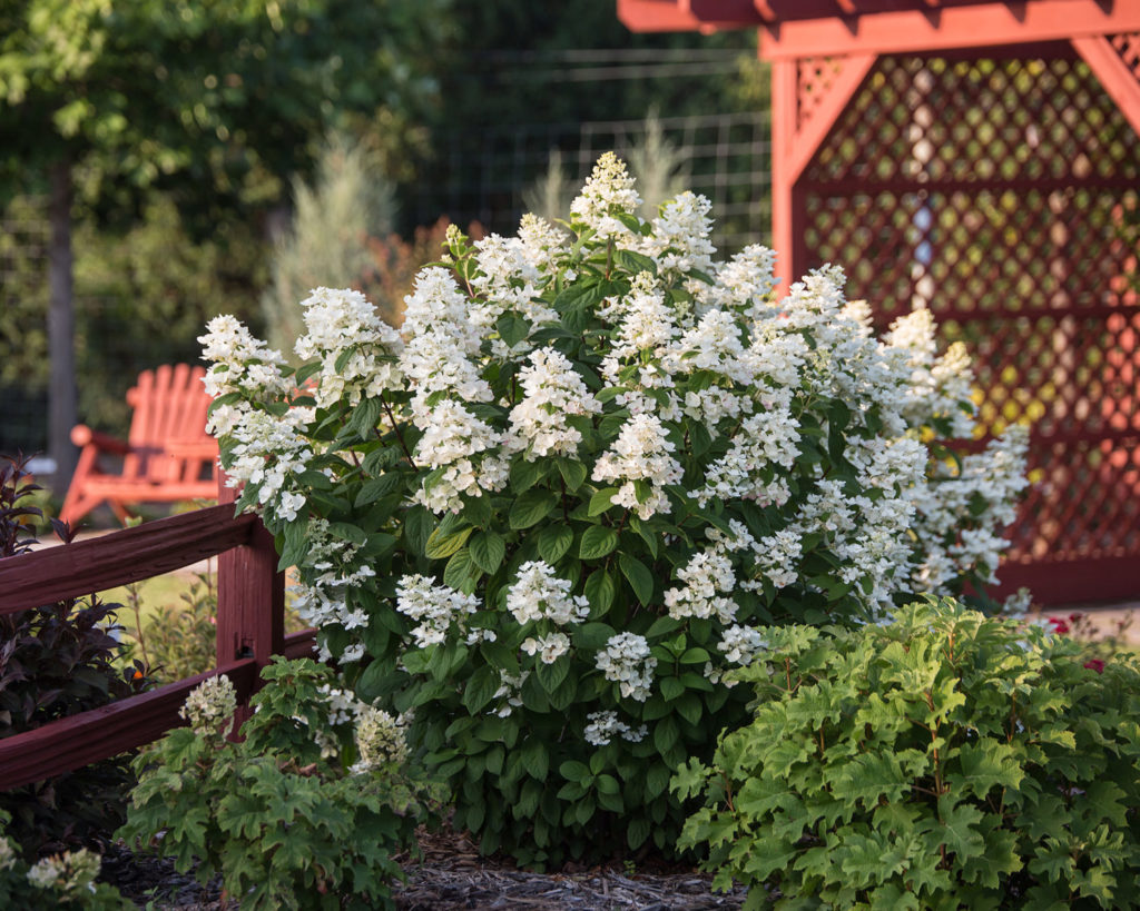 Bailey Hydrangea Receives Five-Star Rating from Chicago Botanic Garden First_Editions_White_Diamonds_Panicle_Hydrangea_1