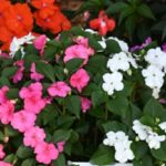 CSU Reports Its 2022 Best Annuals Impatiens__Beacon_Portland_Mix__08.12.2022_PanAmerican_Seed