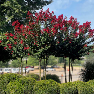 Greenleaf Nursery Lagerstroemia-Colorama-Scarlet_4x4