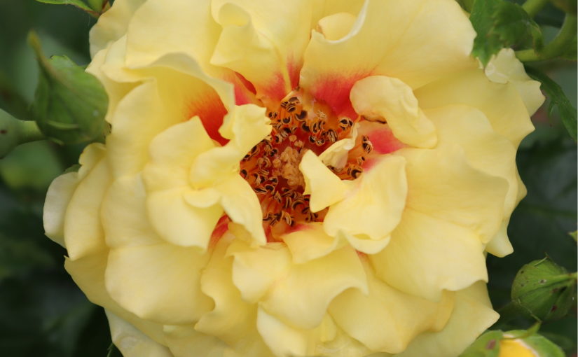 Spring Meadoow Ringo Rose