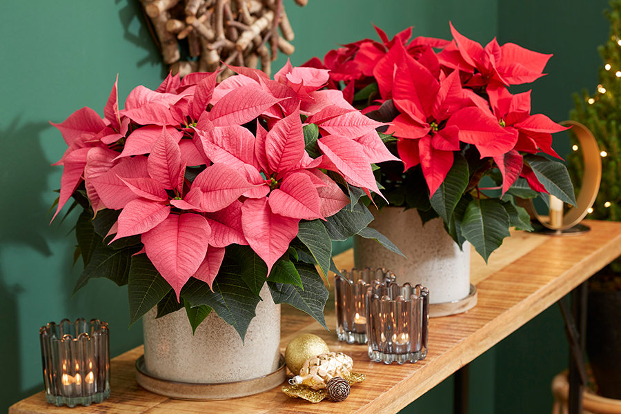 Breeders Jointly Organize Poinsettia Trials - Lawn & Garden Retailer