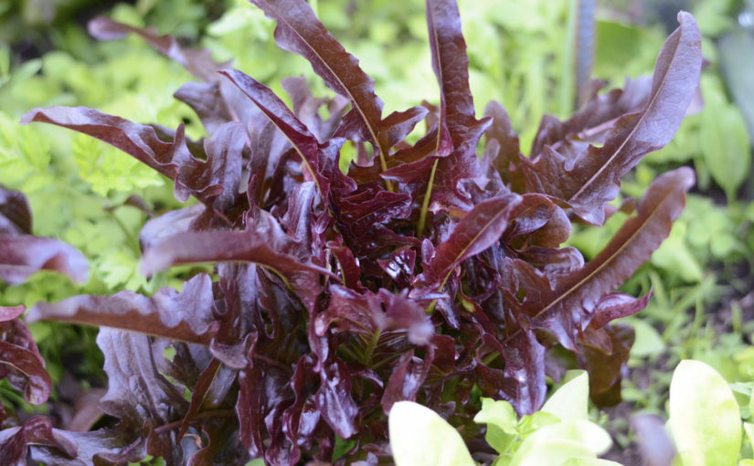 Ethos Seed Co. Lettuce Lunix