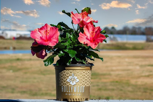 J. Berry Nursery Relaxes Branded Container Requirements for Hibiscus