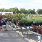 Suburban Lawn and Garden Kansas shopping for plants dog green goods
