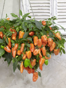 Burpee Sweet Pepper 'Peppers From Heaven'