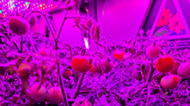 NASA Will Grow Tomatoes in Space Aboard ISS