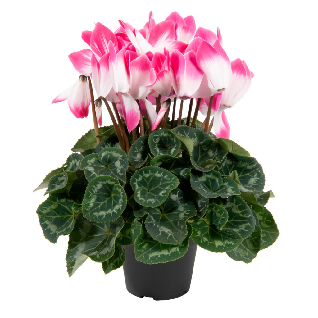Schoneveld Breeding Cyclamen 'Superserie XL Fusion Pink'