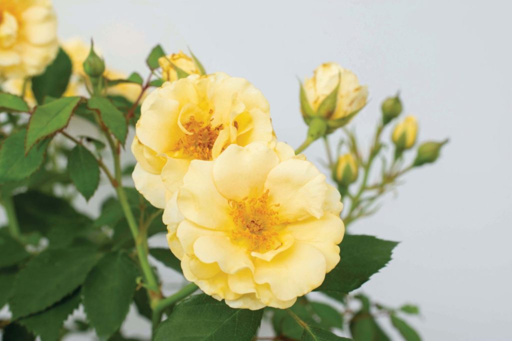 Star Roses and Plants Rose 'Buttercream Drift'
