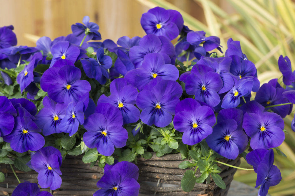 Spreading Pansy 'Cool Wave Blue' Wave