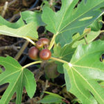 Greenleaf Nursery Fig