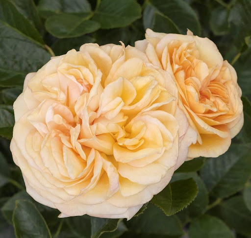 NGB Flowering Shrub- Rose Eau De Parfum Bubbly