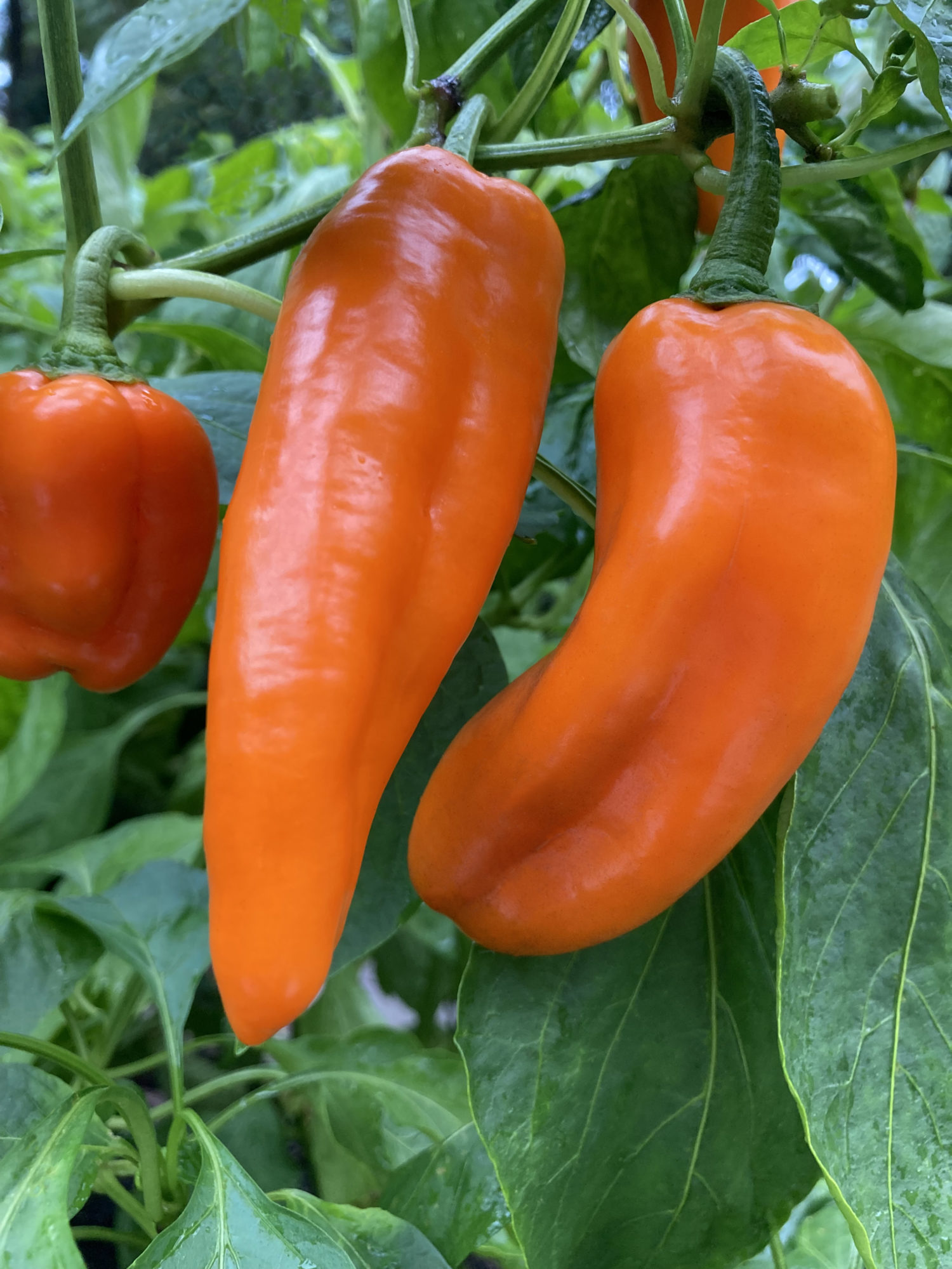 Proven Winners Pepper Pots Sugar Kick Capsicum annuum
