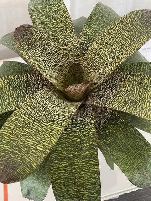 Vriesea 8322 Bromeliad Deroose Plants, Inc.