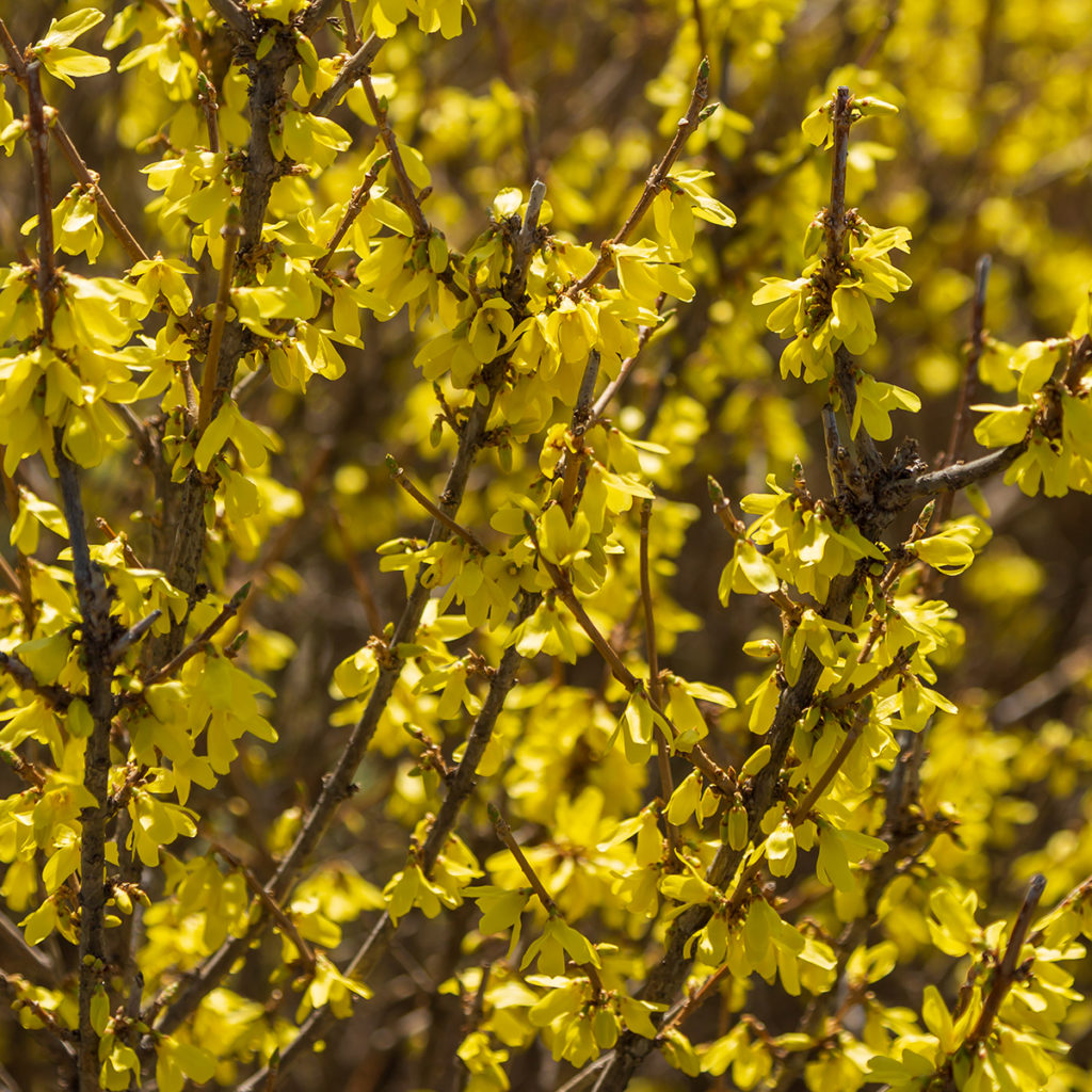 First Editions Forsythia Spring_Fling