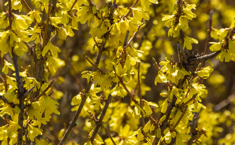 First Editions Forsythia Spring_Fling