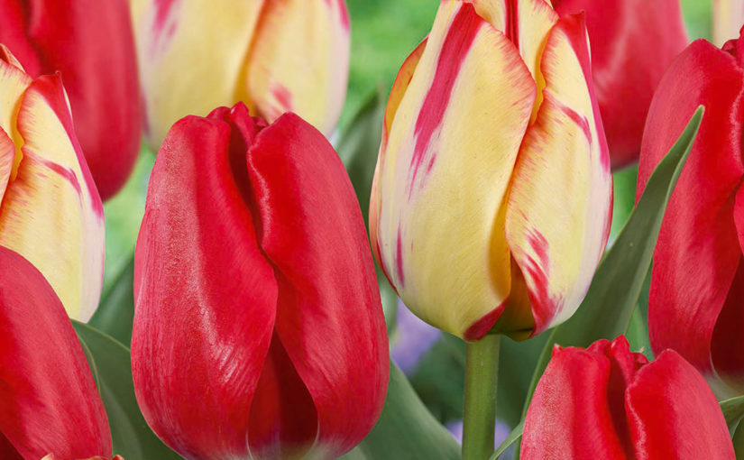 Netherland Bulb tulip