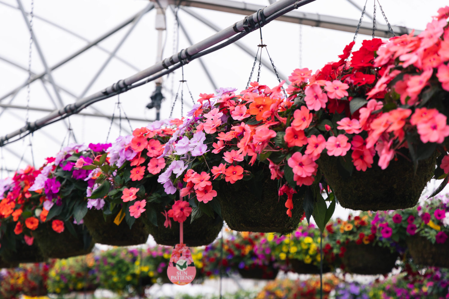 Eco-friendly watering hanging basket at Petitti drip irrigation goes directly into the basket. Photo: Petitti Garden Centers