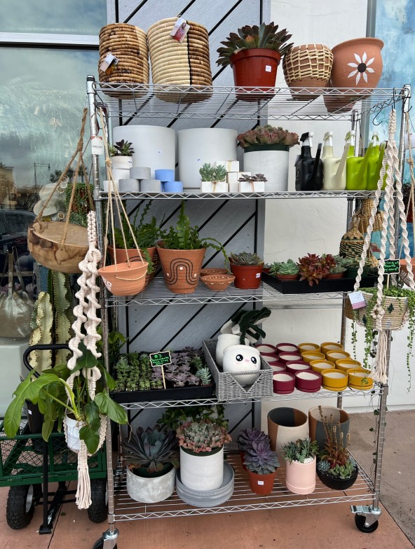 Plant Vault plant boutique rare plants display