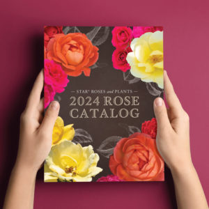 Star Roses and Plants releases rose catalog