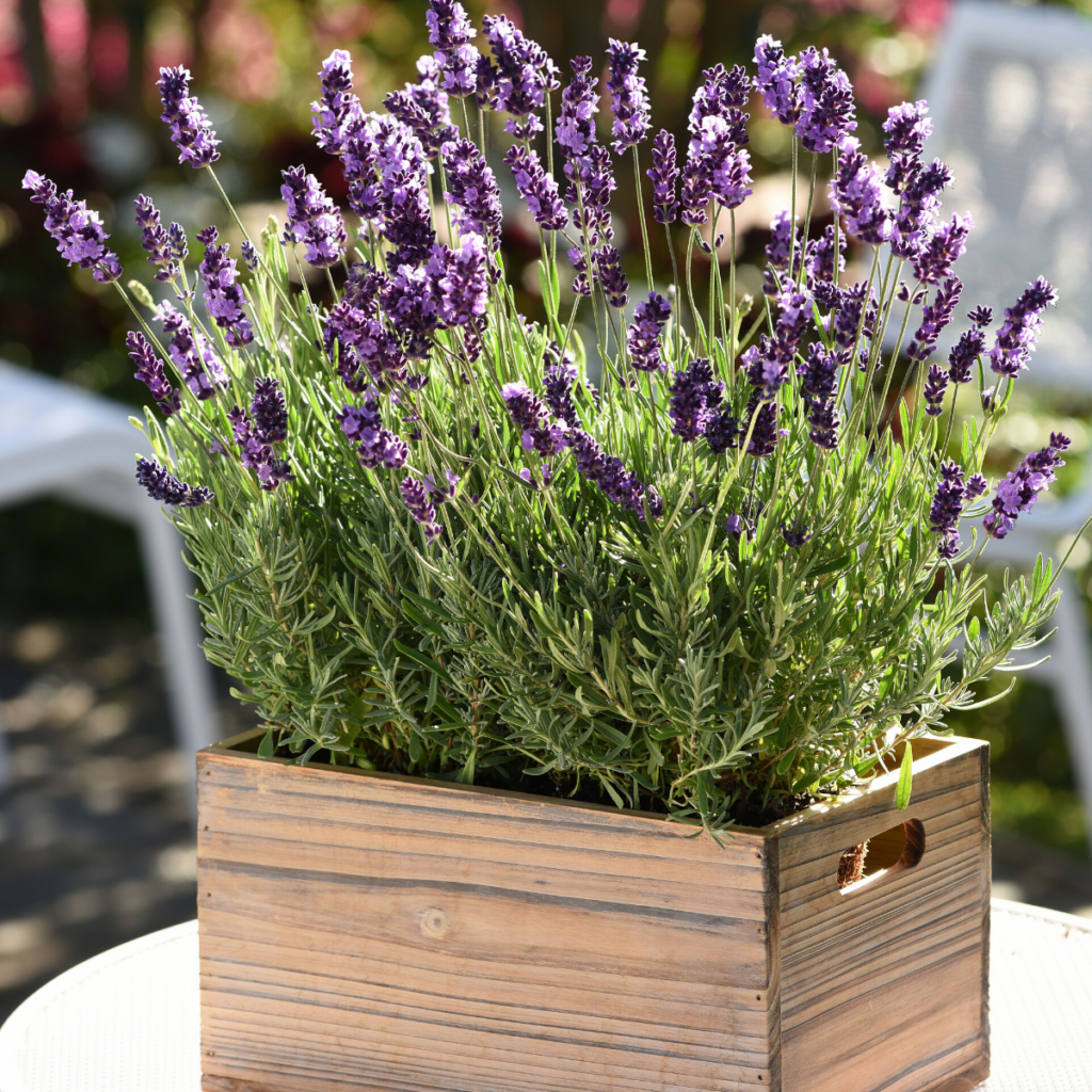 Demand for lavender — both as a flower and a color — is expected to rise. Photo credit: Burpee