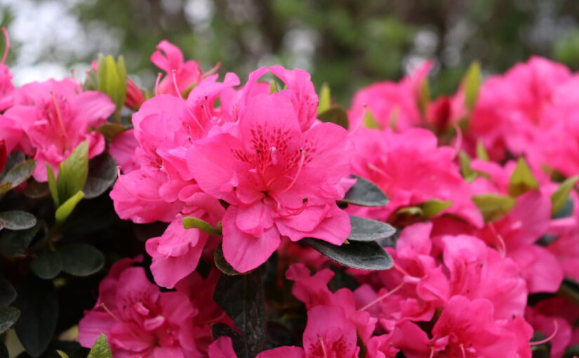 Proven Winners ColorChoice Azalea Rhododendron Perfecto Mundo Double Dark Pink