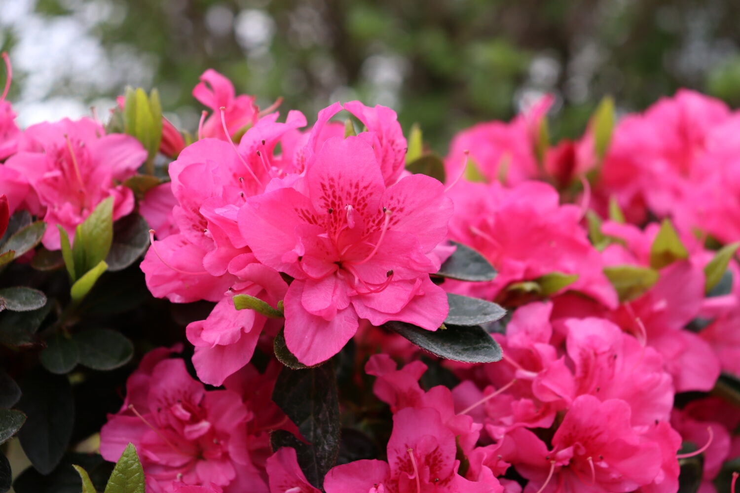 Proven Winners ColorChoice Azalea Rhododendron Perfecto Mundo Double Dark Pink