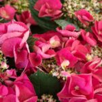 Star Roses and Plants hydrangea 'Cherry Explosion'