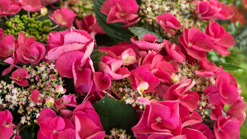 Star Roses and Plants hydrangea 'Cherry Explosion'