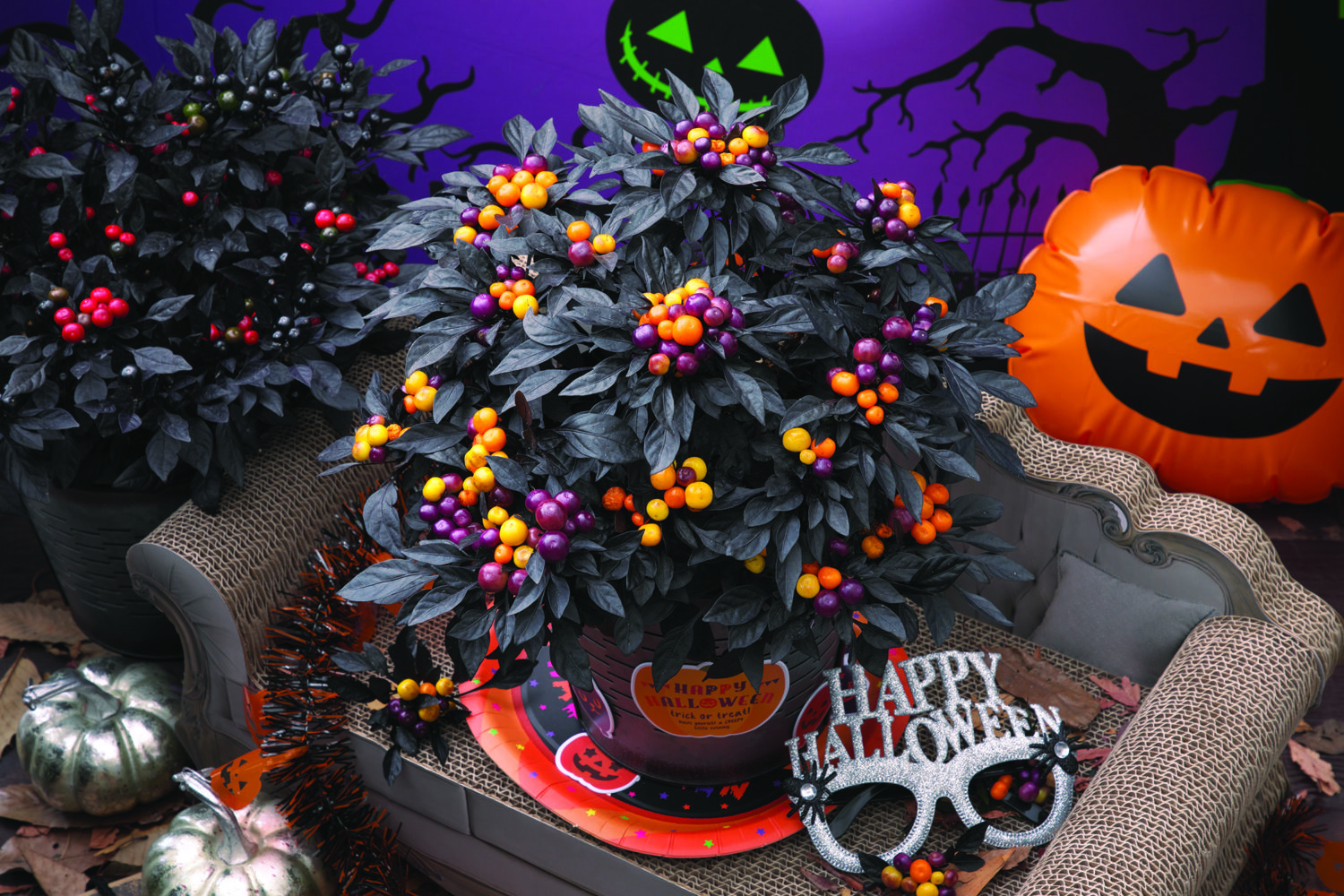 American Takii Capsicum Onyx Orange horizontal image Lawn & Garden