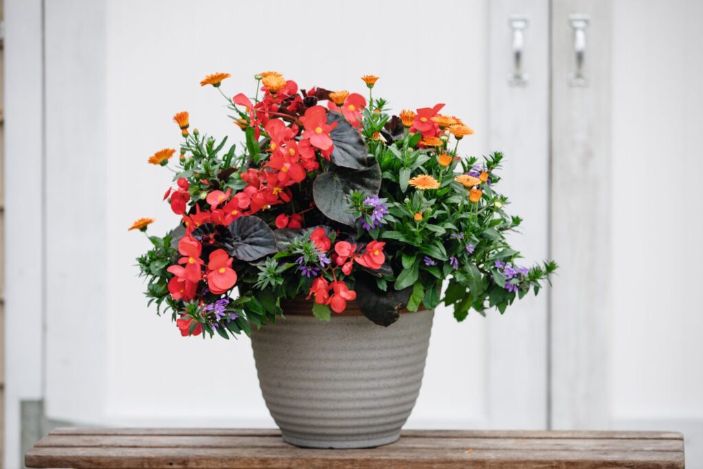 Benary’s BIG begonias can be sold in the spring in 5-inch potsand bumped up to larger containers for instant fall color.